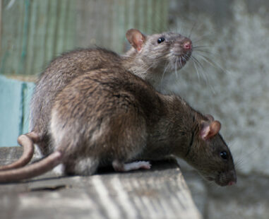 Rats Control Service Rats Control Service