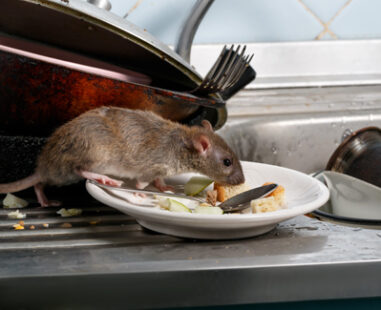Rodent Control London Rodent Control London