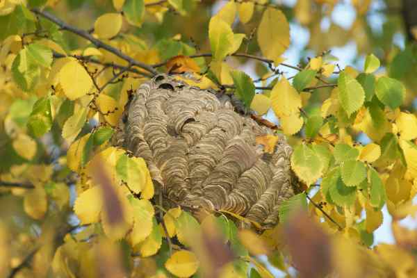 Wasp Nest
