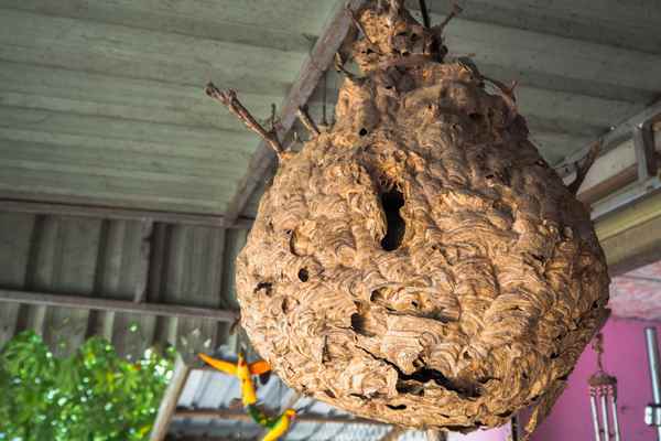 Wasp Removal London