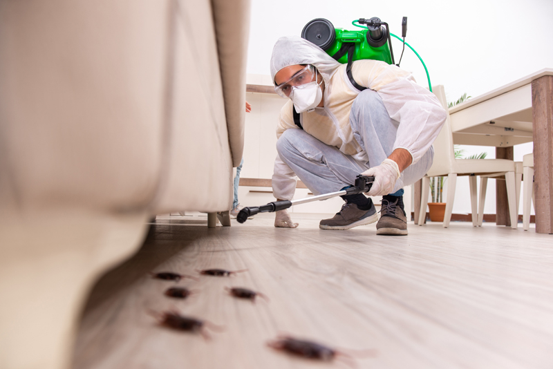 Get Rid Of Pest Problem