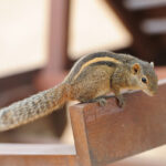 Squirell Control London