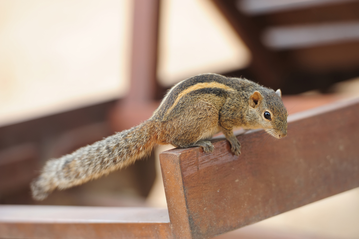 Squirell Control London