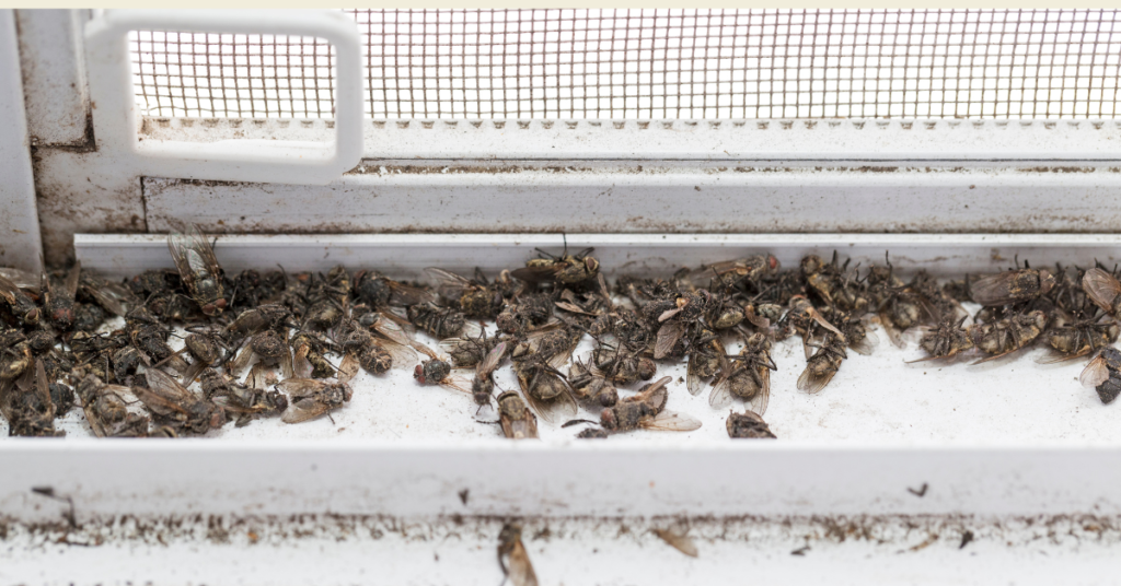 Housefly VS Cluster Fly