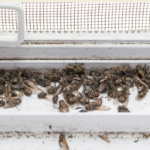 Housefly VS Cluster Fly